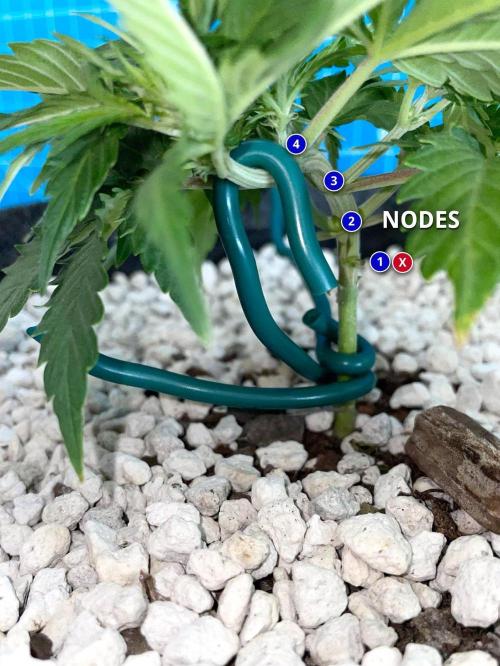 Medusa F1 #2: Direct in Final Fabric Pot. Week 3 - Day 29 (labeled nodes)