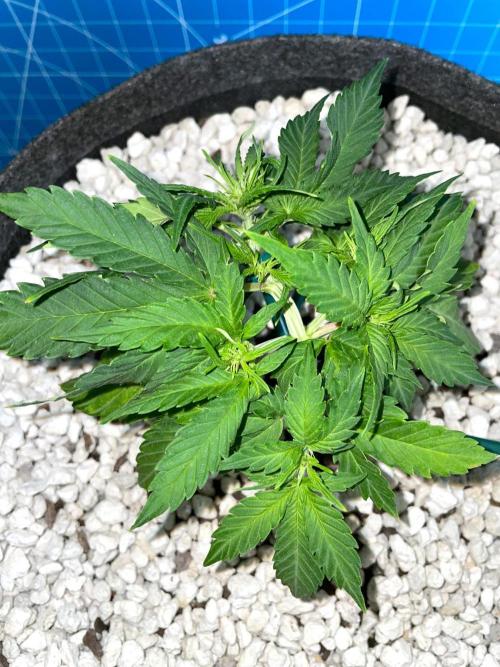 Medusa F1 #2: Direct in Final Fabric Pot. Week 3 - Day 29 (flash)