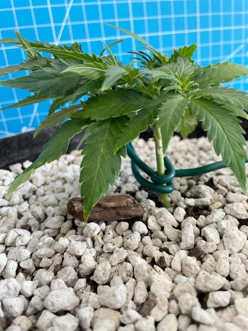 Medusa F1 #2: Direct in Final Fabric Pot. Week 3 - Day 29