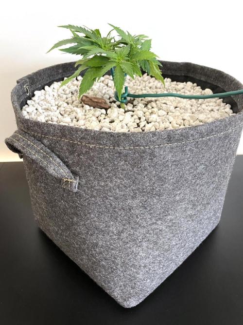 Medusa F1 #2: Direct in Final Fabric Pot. Week 3 - Day 29