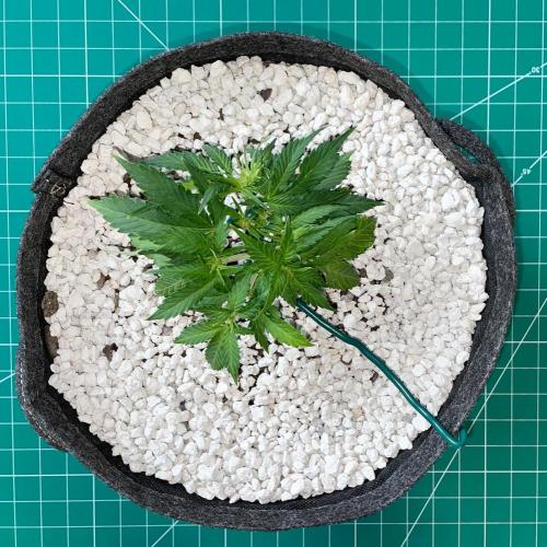 Medusa F1 #2: Direct in Final Fabric Pot. Week 3 - Day 29 (flash)