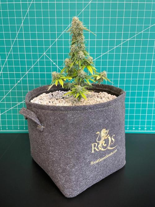 Atlas F1 One-to-One. Week 8 - Day 57