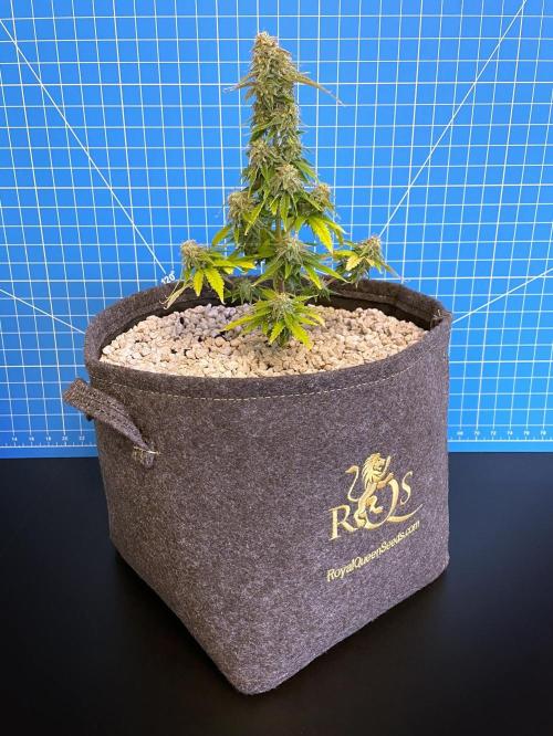 Atlas F1 One-to-One. Week 8 - Day 57