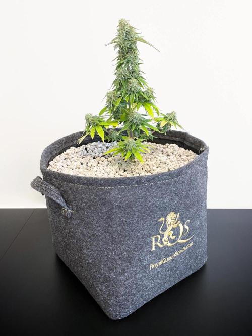 Atlas F1 One-to-One. Week 8 - Day 57