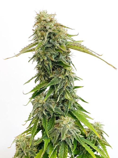 Atlas F1 One-to-One. Week 8 - Day 57