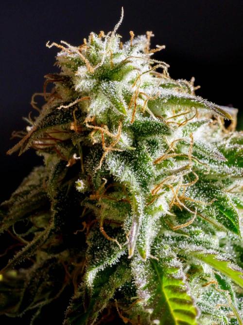 Atlas F1 One-to-One. Week 8 - Day 57