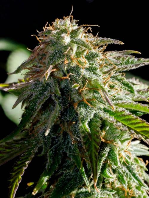 Atlas F1 One-to-One. Week 8 - Day 57