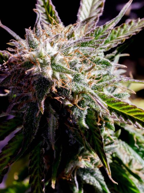 Atlas F1 One-to-One. Week 8 - Day 57