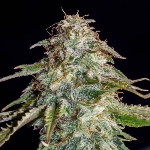 Atlas F1 One-to-One. Week 8 - Day 57