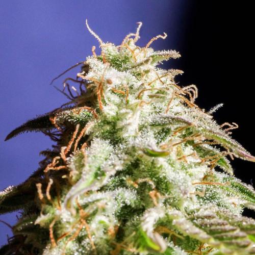 Atlas F1 One-to-One. Week 8 - Day 57