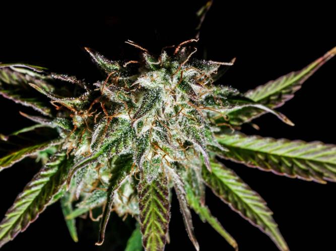 Atlas F1 One-to-One. Week 8 - Day 57