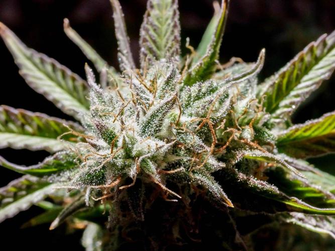 Atlas F1 One-to-One. Week 8 - Day 57