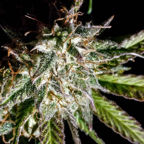 Atlas F1 One-to-One. Week 8 - Day 57