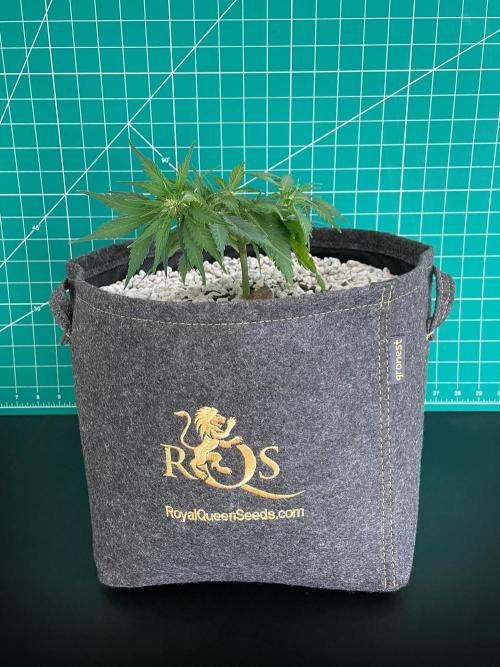 Medusa F1 #2: Direct in Final Fabric Pot. Week 4 - Day 36