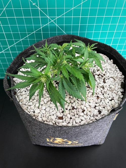 Medusa F1 #2: Direct in Final Fabric Pot. Week 4 - Day 36