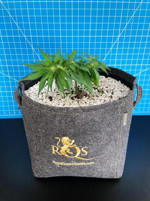 Medusa F1 #2: Direct in Final Fabric Pot. Week 4 - Day 36