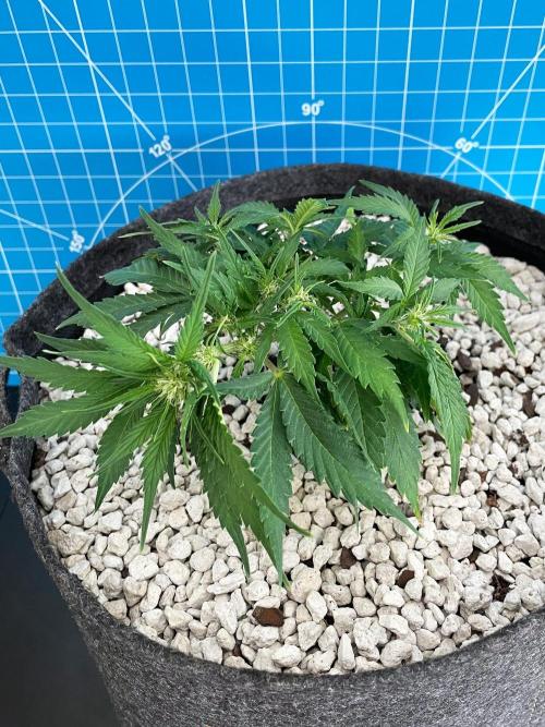 Medusa F1 #2: Direct in Final Fabric Pot. Week 4 - Day 36