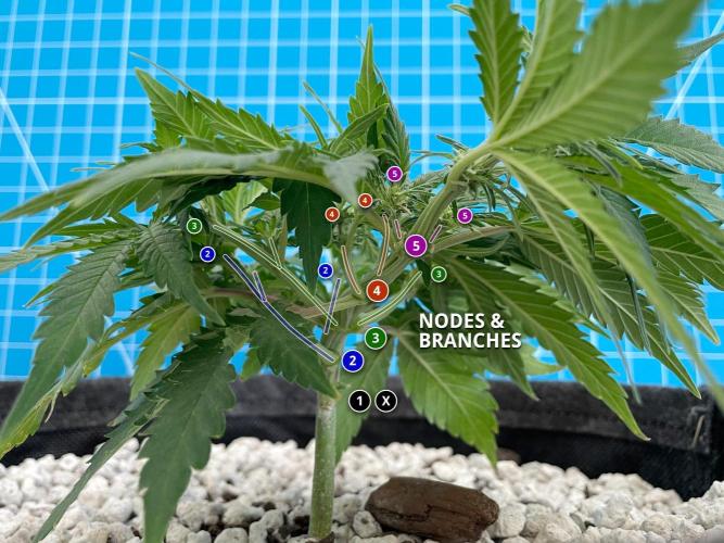 Medusa F1 #2: Direct in Final Fabric Pot. Week 4 - Day 36