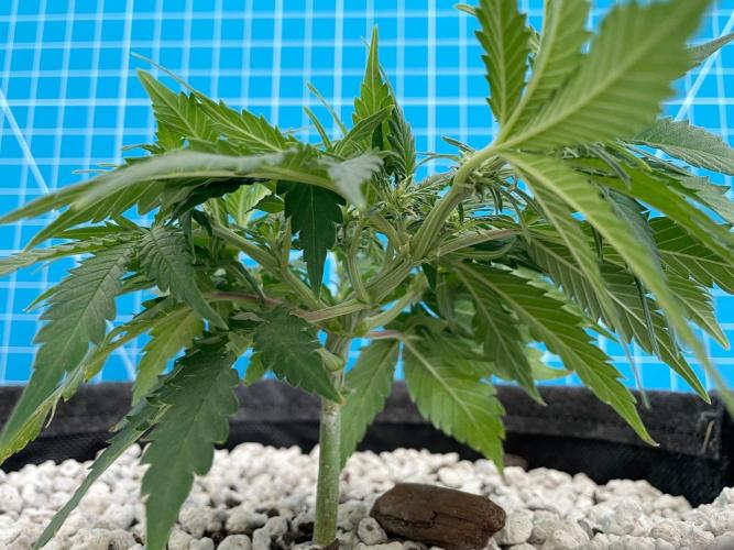 Medusa F1 #2: Direct in Final Fabric Pot. Week 4 - Day 36