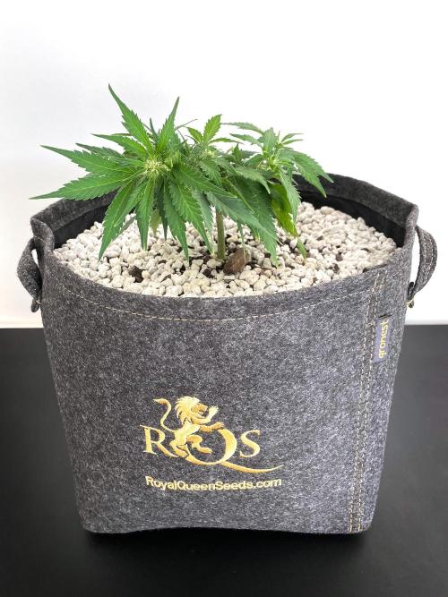 Medusa F1 #2: Direct in Final Fabric Pot. Week 4 - Day 36