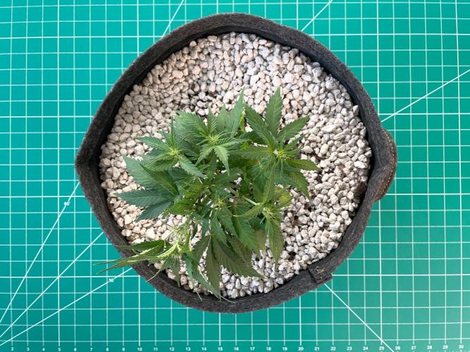 Medusa F1 #2: Direct in Final Fabric Pot. Week 4 - Day 36