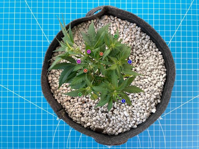 Medusa F1 #2: Direct in Final Fabric Pot. Week 4 - Day 36