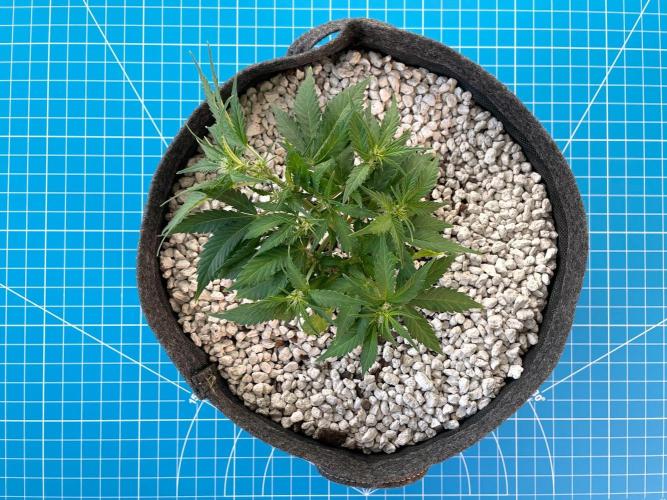 Medusa F1 #2: Direct in Final Fabric Pot. Week 4 - Day 36