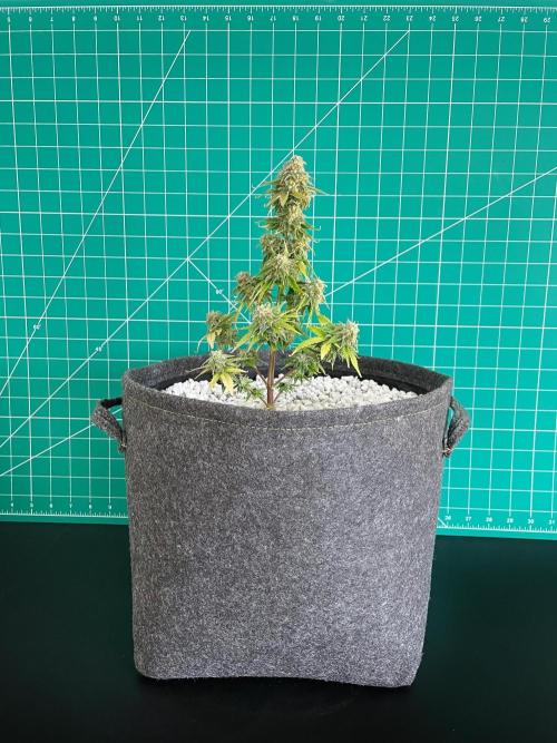 Atlas F1 One-to-One. Week 9 - Day 64