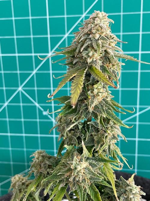 Atlas F1 One-to-One. Week 9 - Day 64