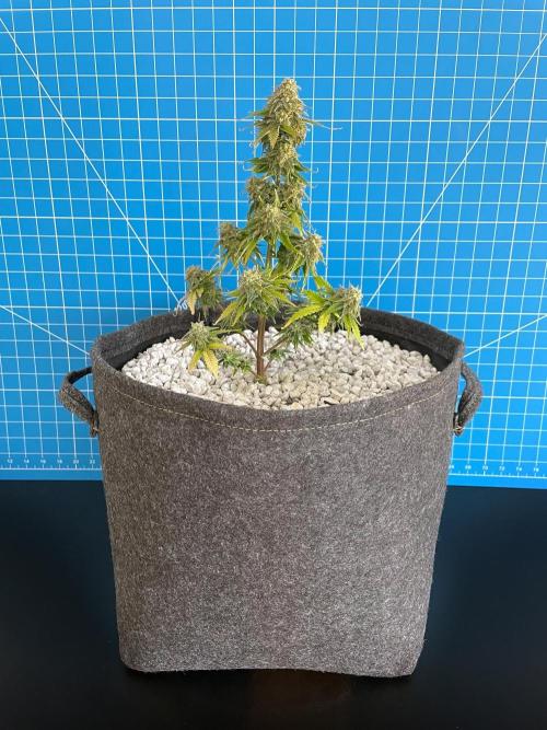 Atlas F1 One-to-One. Week 9 - Day 64