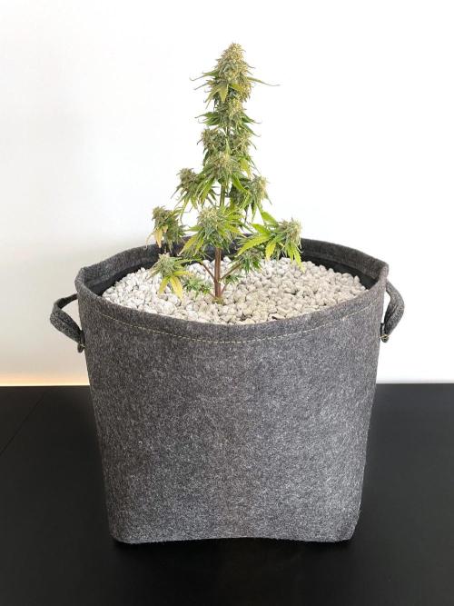 Atlas F1 One-to-One. Week 9 - Day 64