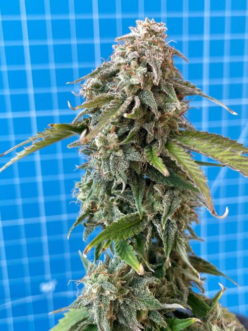 Atlas F1 One-to-One. Week 9 - Day 64