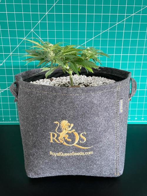 Medusa F1 #2: Direct in Final Fabric Pot. Week 5 - Day 43