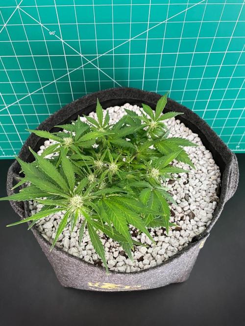 Medusa F1 #2: Direct in Final Fabric Pot. Week 5 - Day 43