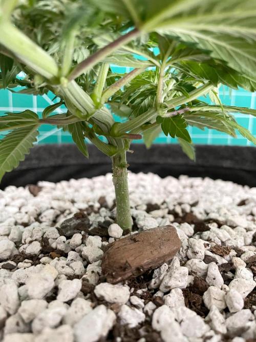 Medusa F1 #2: Direct in Final Fabric Pot. Week 5 - Day 43