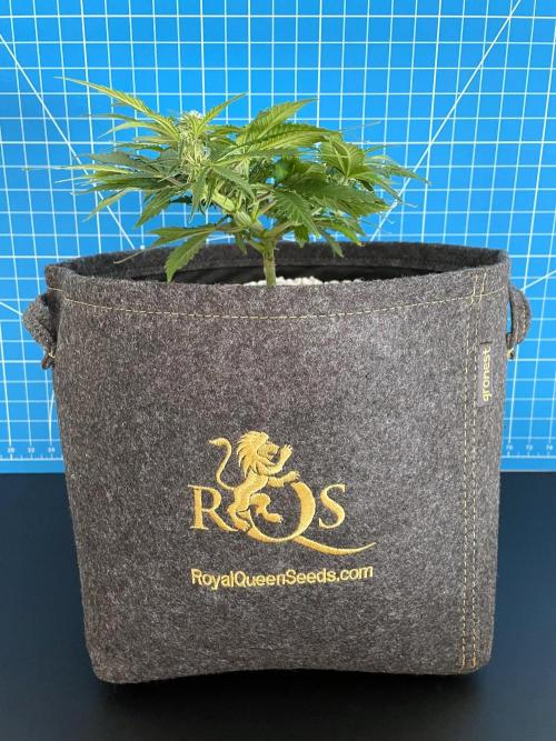 Medusa F1 #2: Direct in Final Fabric Pot. Week 5 - Day 43