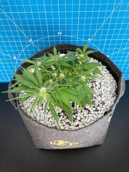 Medusa F1 #2: Direct in Final Fabric Pot. Week 5 - Day 43