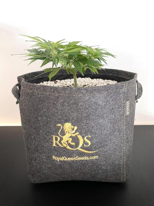 Medusa F1 #2: Direct in Final Fabric Pot. Week 5 - Day 43