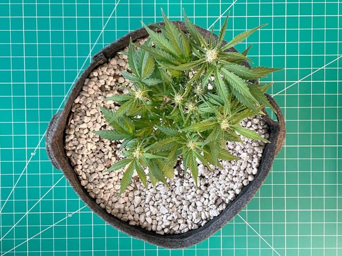 Medusa F1 #2: Direct in Final Fabric Pot. Week 5 - Day 43
