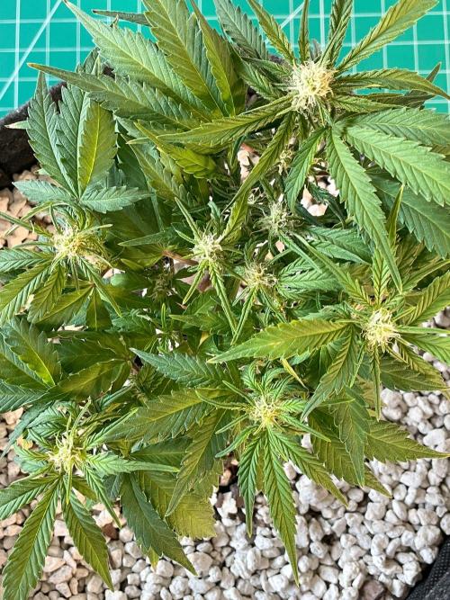 Medusa F1 #2: Direct in Final Fabric Pot. Week 5 - Day 43