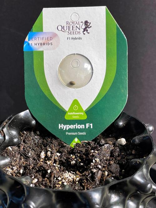 Lone Hyperion F1. Week 0 - Sowing (mycorrhizae in seed hole)