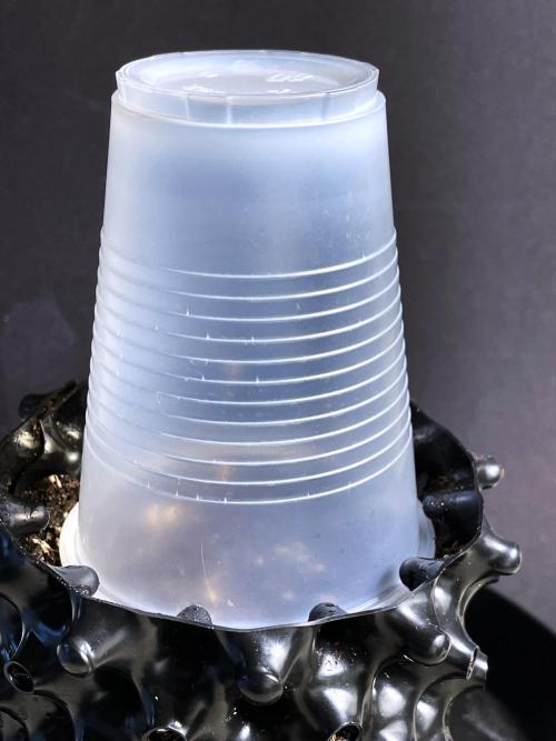 Lone Hyperion F1. Week 0 - Sowed