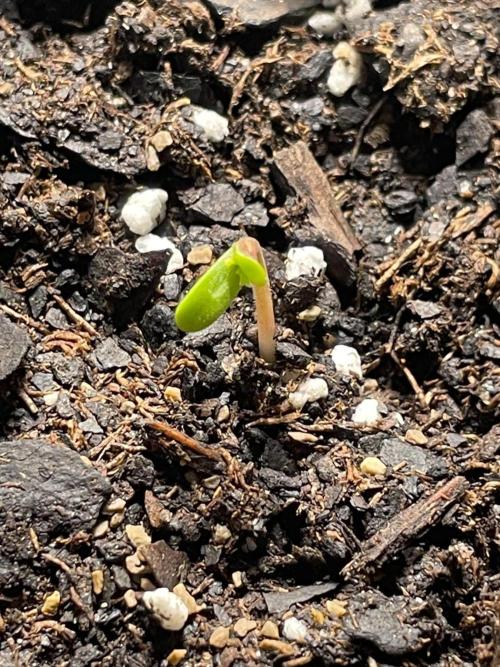 Lone Hyperion F1. Week 0 - Day 1 (sprouted)