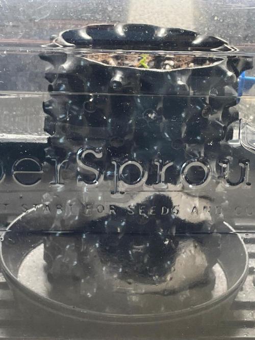 Lone Hyperion F1. Week 0 - Day 1 (under dome)