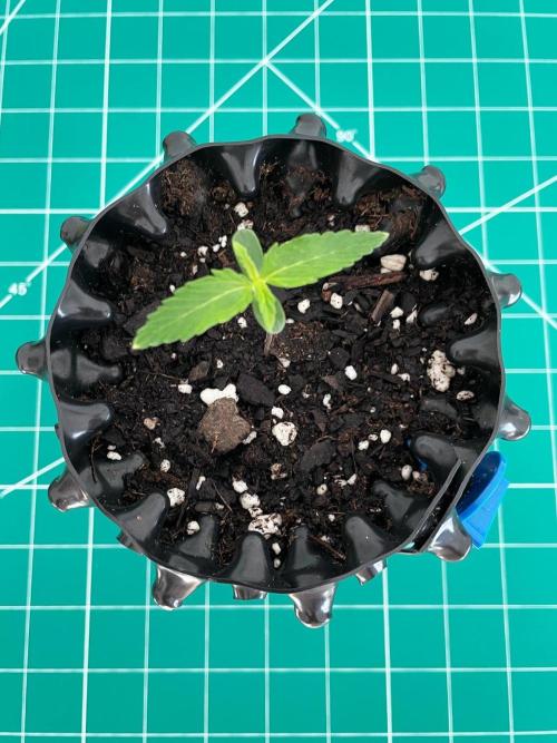 Lone Hyperion F1. Week 0 - Day 7