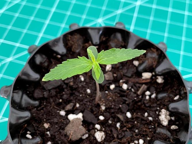 Lone Hyperion F1. Week 0 - Day 7