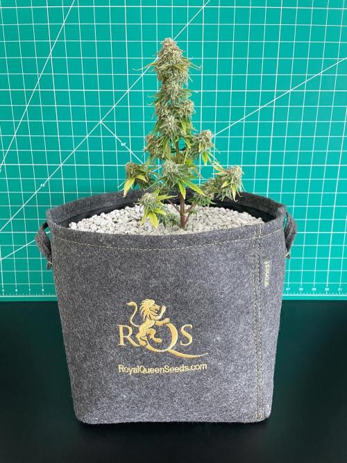 Atlas F1 One-to-One. Week 10 - Day 71