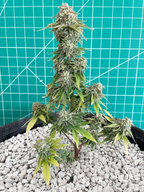 Atlas F1 One-to-One. Week 10 - Day 71