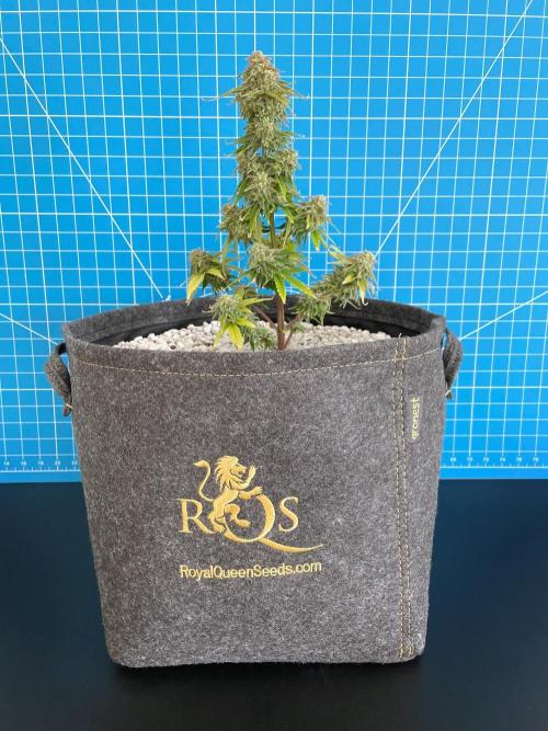 Atlas F1 One-to-One. Week 10 - Day 71