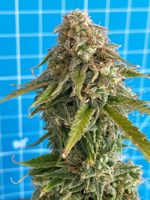 Atlas F1 One-to-One. Week 10 - Day 71